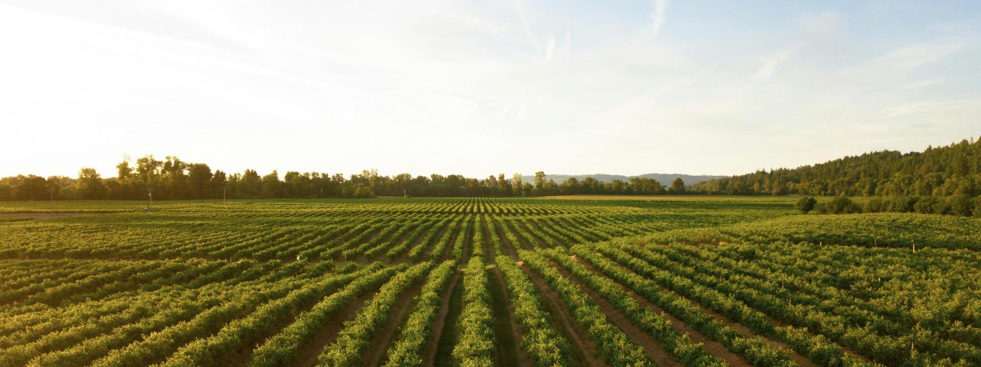 Vineyard field in the Central Valley